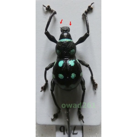 Metapocyrtus elegans Waterhouse, 1842 female Philippines79b